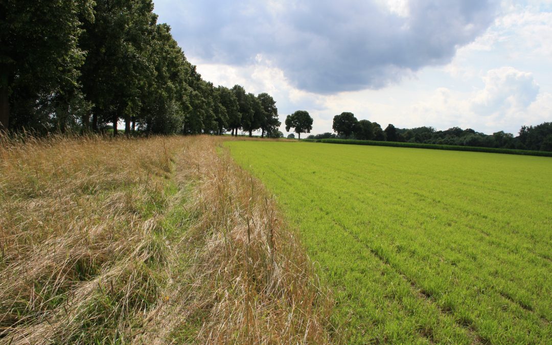 Altgrasstreifen