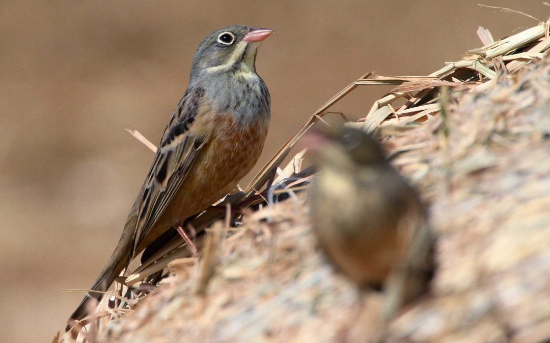 Ortolan