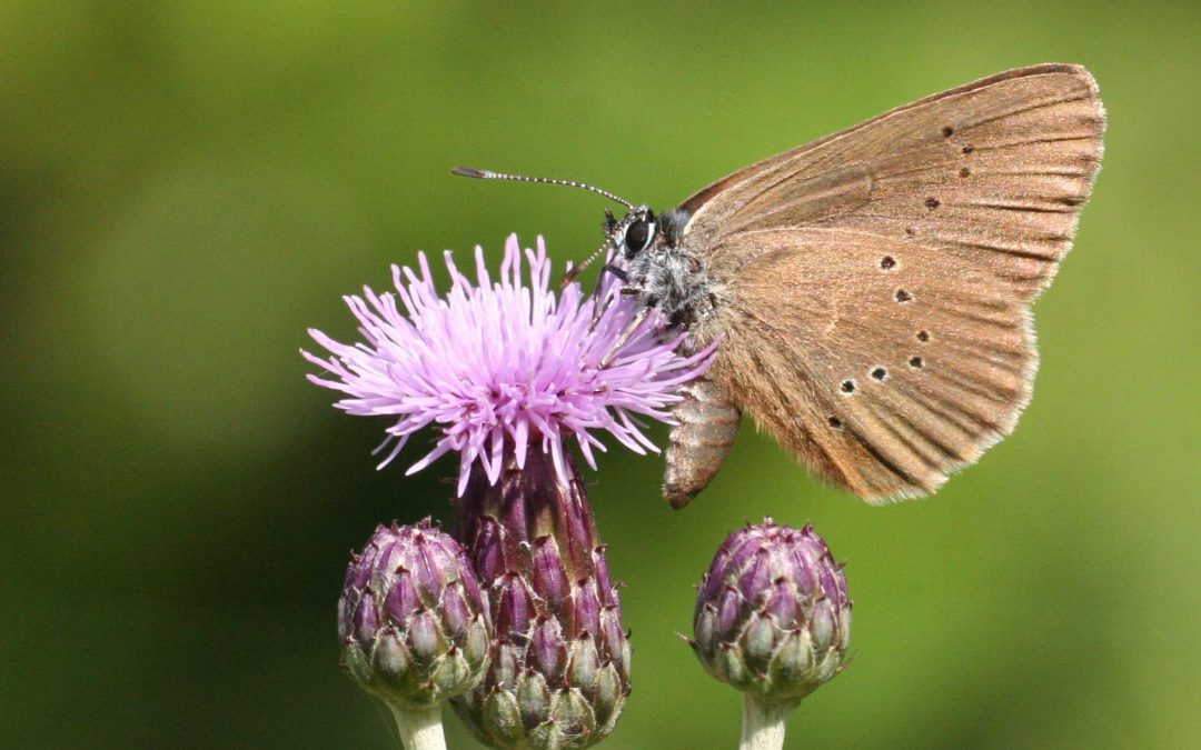 Dunkler Wiesenknopf-Ameisenbläuling