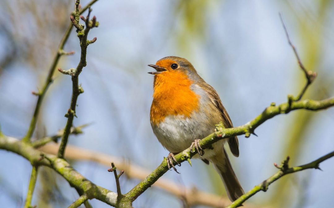 50 kostenlose Vogelschutzpakete – Jetzt mitmachen und Singevögel fördern