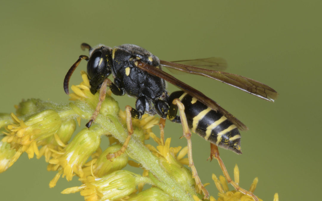 Seltene Wildbienenarten nachgewiesen