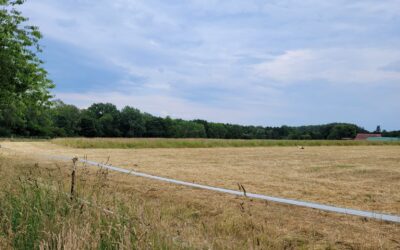 Wiesen und Feldränder: Altgrasstreifen erhalten